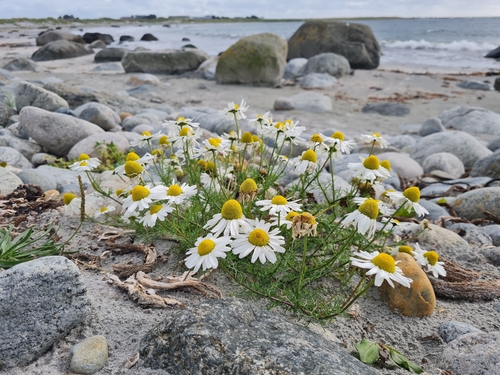 Sea Mayweed