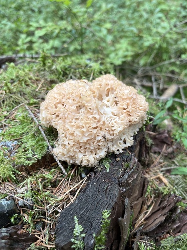 Cauliflower Fungus