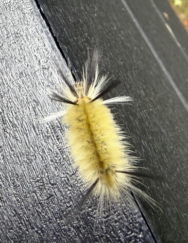 Banded Tussock Moth
