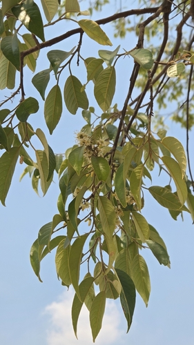 Marquesia macroura