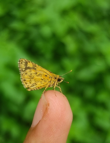 Common Bush Hopper