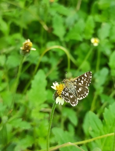 Asian Grizzled Skipper