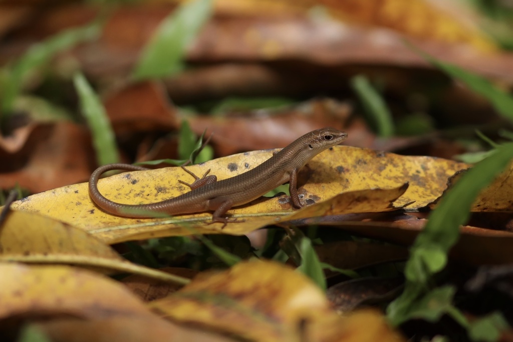 Island Rainbow Skink (Carlia ailanpalai)