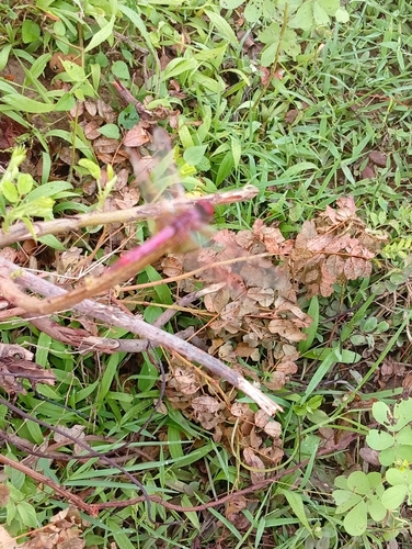 Violet Dropwing