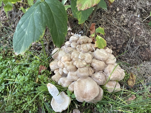 Beech Mushroom