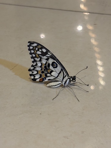 Lime Swallowtail