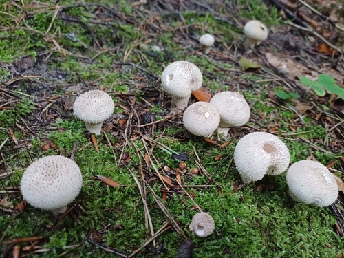 common puffball