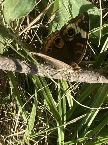 Common Buckeye
