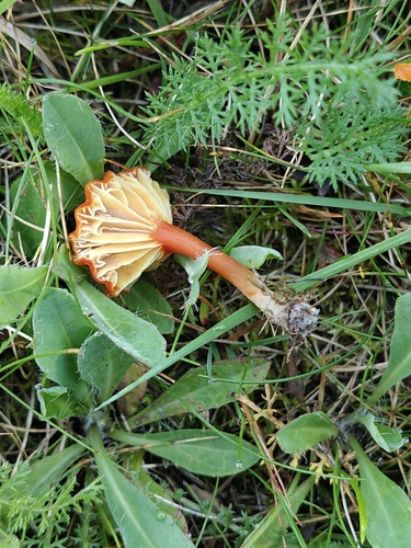 Goblet Waxcap