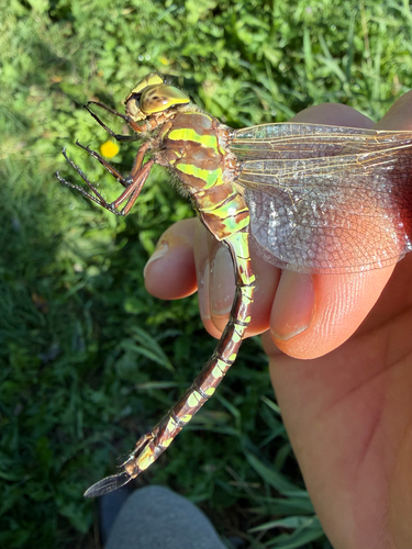 Lance-tipped Darner