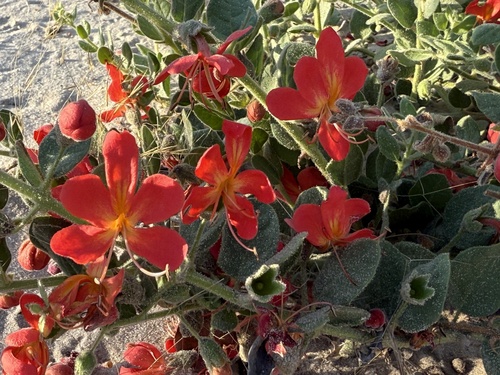 Cat's claw