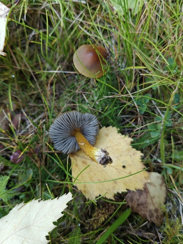 Hygrocybe cinereifolia