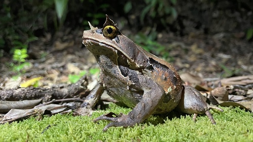 Kobayashi's Horned Frog