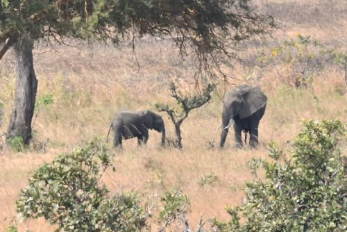 African Savanna Elephant