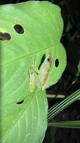 Green-spotted Foot-flagging Frog