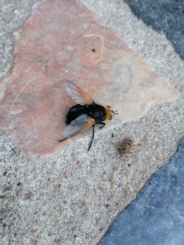 Yellow-faced Fly