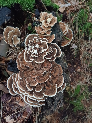 turkey-tail