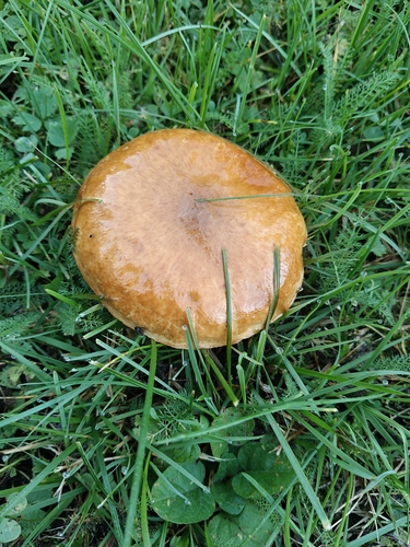 Purple-veiled Slippery Jack