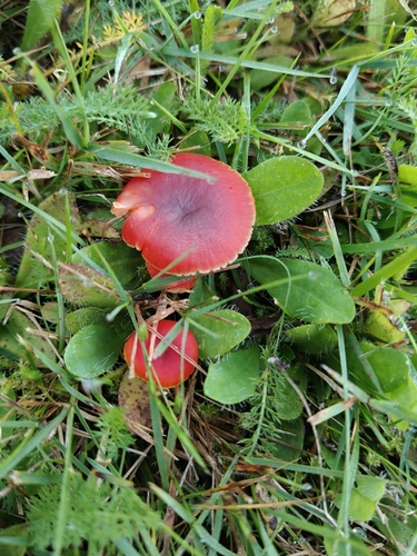 shadowed waxcap