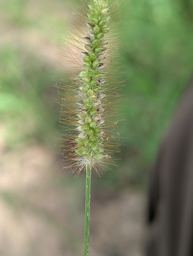yellow foxtail