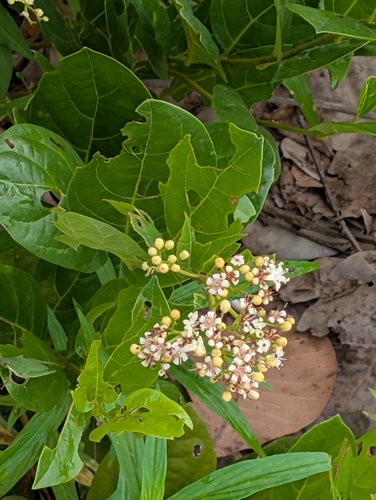 Icacina oliviformis