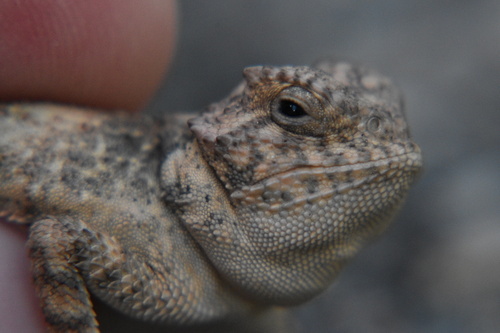 Greater Short-horned Lizard