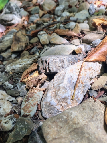 Italian Stream Frog