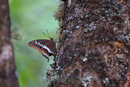 Two-tailed Pasha