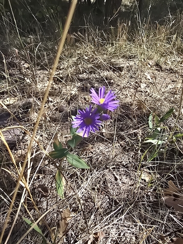 smooth blue aster