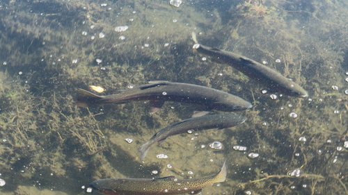 Rainbow Trout