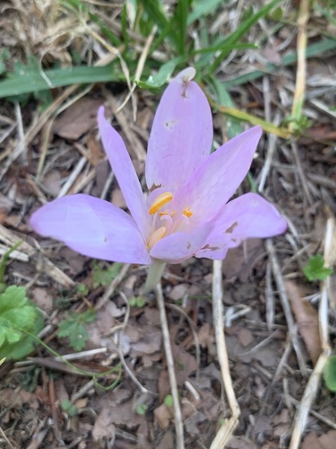 Portuguese colchicum