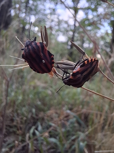 Continental Striped Shield Bug