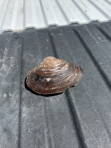 Giant Floater