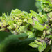 Aceria lantanae - Photo (c) John Schneider, todos los derechos reservados