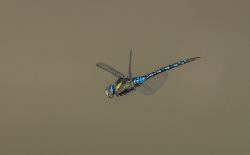 Migrant Hawker