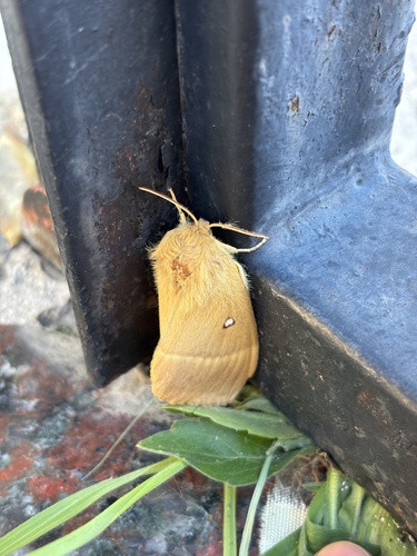 Oak Eggar