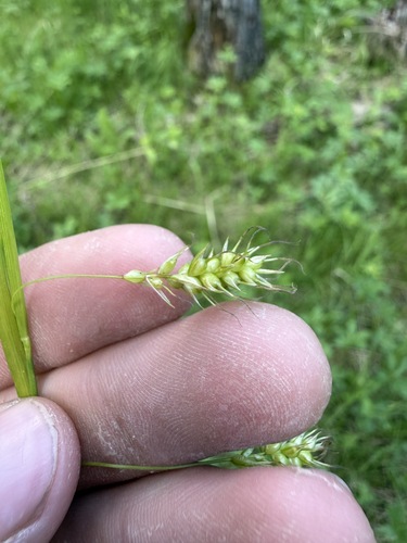 longbeak sedge