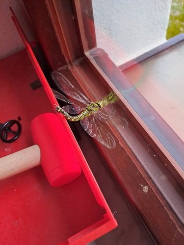 Southern Hawker