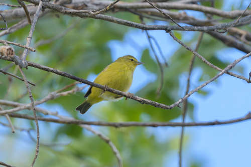 Orange-crowned Warbler