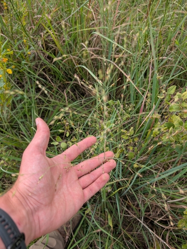 switchgrass