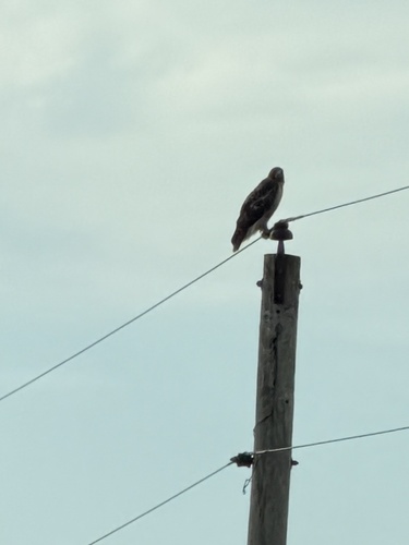 Red-shouldered Hawk