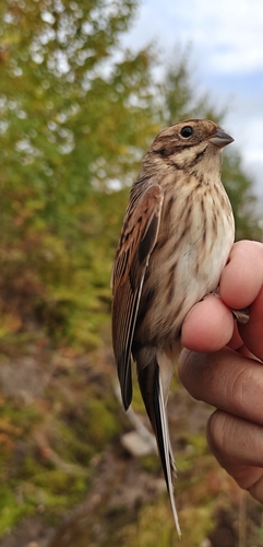 Reed Bunting