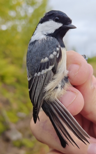 Coal Tit