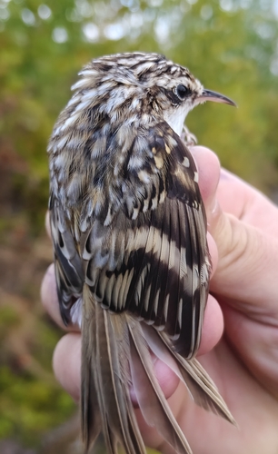 Eurasian Treecreeper
