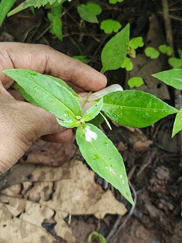 Lesser Balsam