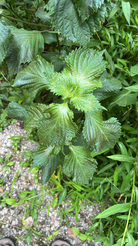 beefsteak plant