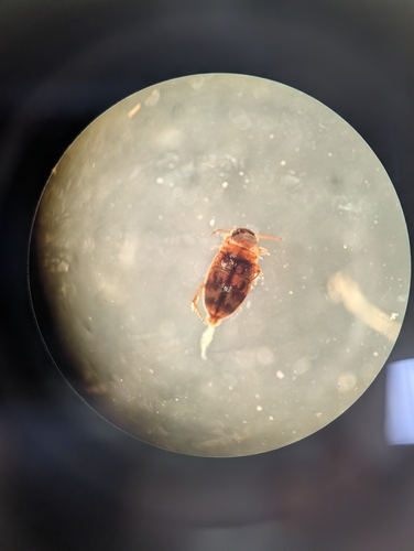 Uvarus texanus