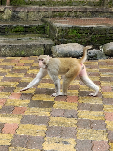 Rhesus Macaque