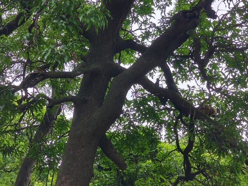 Indian mango