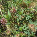 Trifolium palmeri - Photo (c) ehavstad, כל הזכויות שמורות